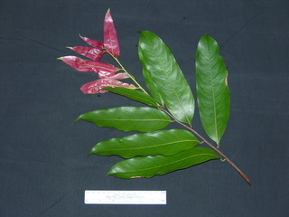 معرفی و راهنمای پرورش درختان میوه - سَنساپوت